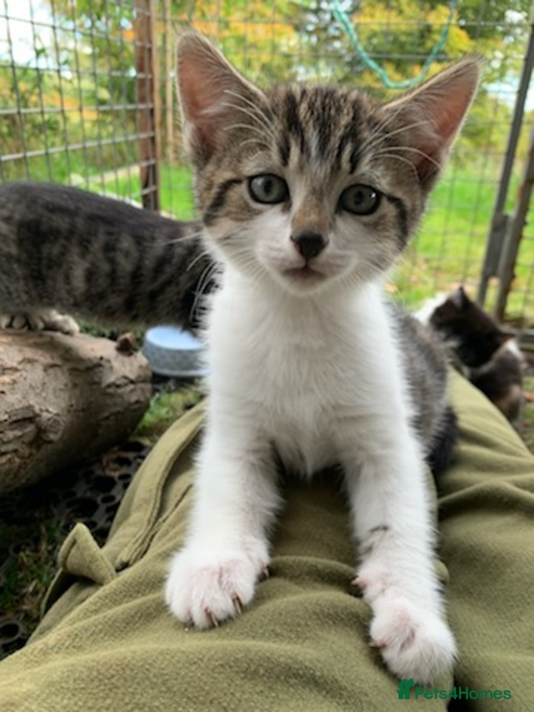 Mixed Breed cats for sale: Mixed Breed Kittens - Image 13