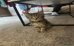 Mixed Breed cats for sale: Mixed breed kittens  - Image 1