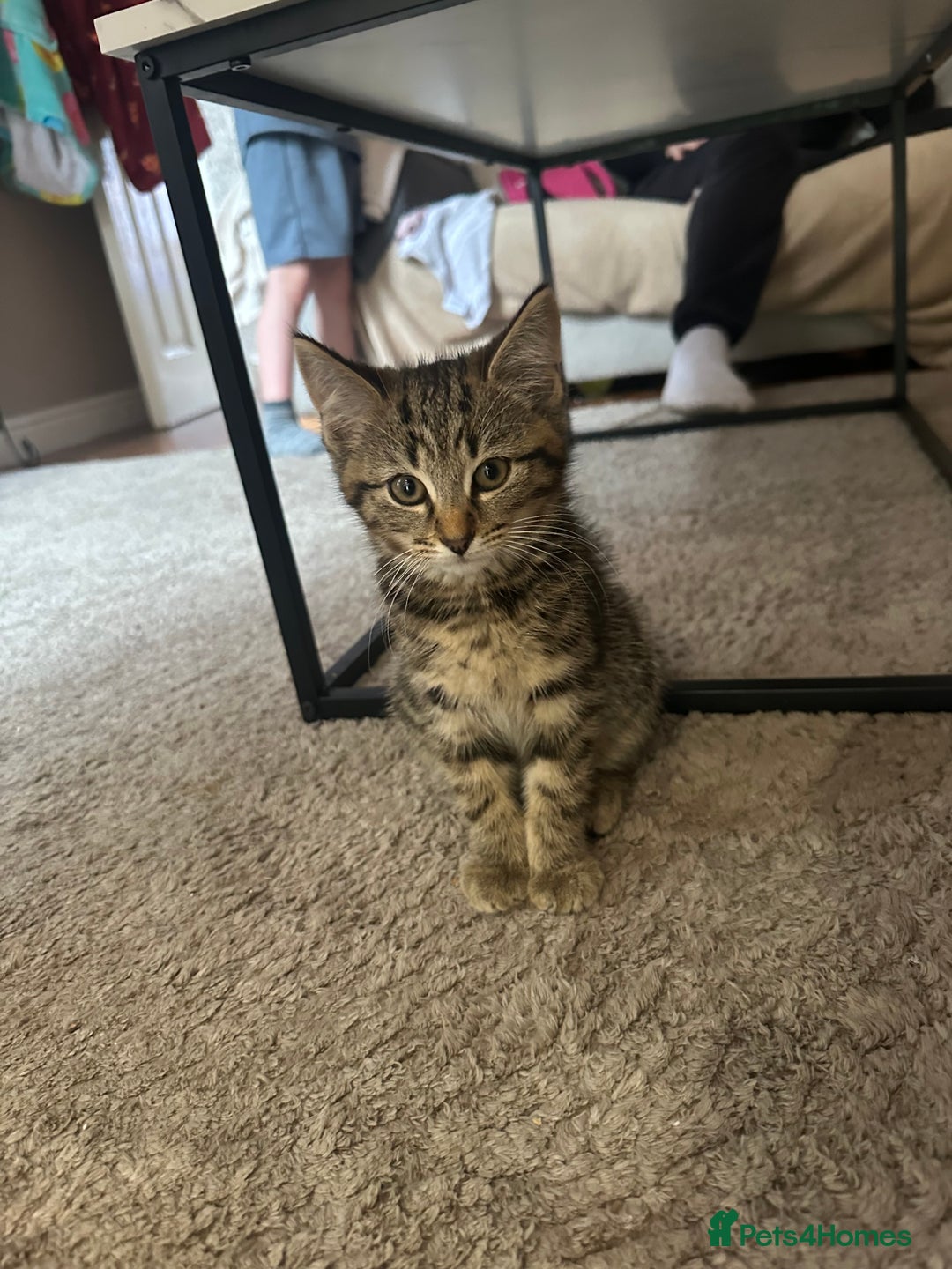 Mixed Breed cats for sale: Mixed breed kittens  - Image 1