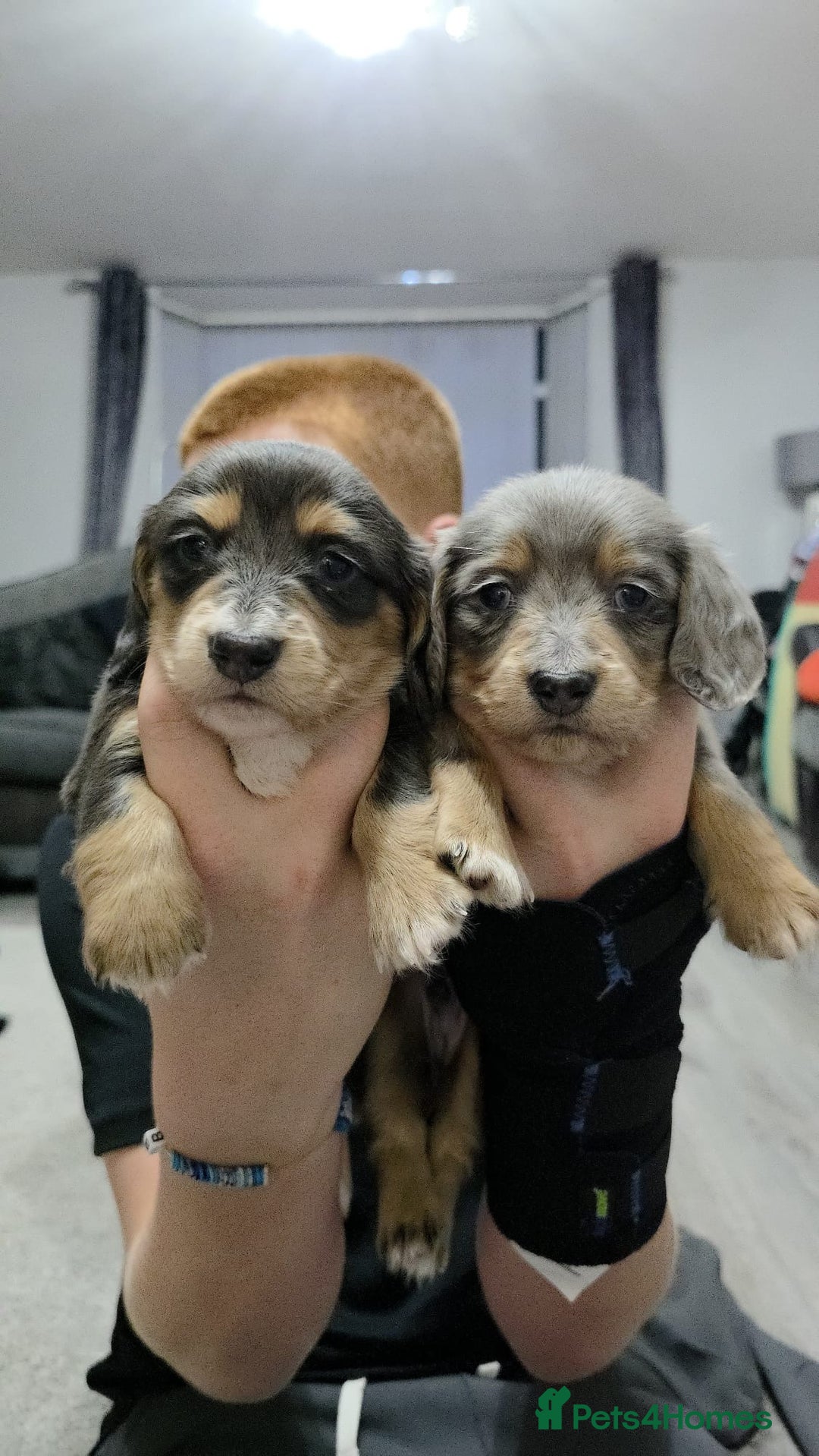 Miniature Dachshund dogs for sale: Long haired miniature dachshund  - Image 1