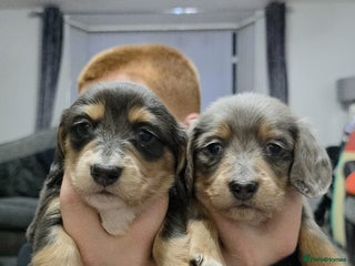 Miniature Dachshund dogs - Advert 6