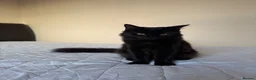 Mixed Breed cats for sale: 4 adorable kittens for sale - Advert 8