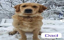 Golden Retriever dogs for sale: KC Fully health tested Golden retriever puppies - Image 14