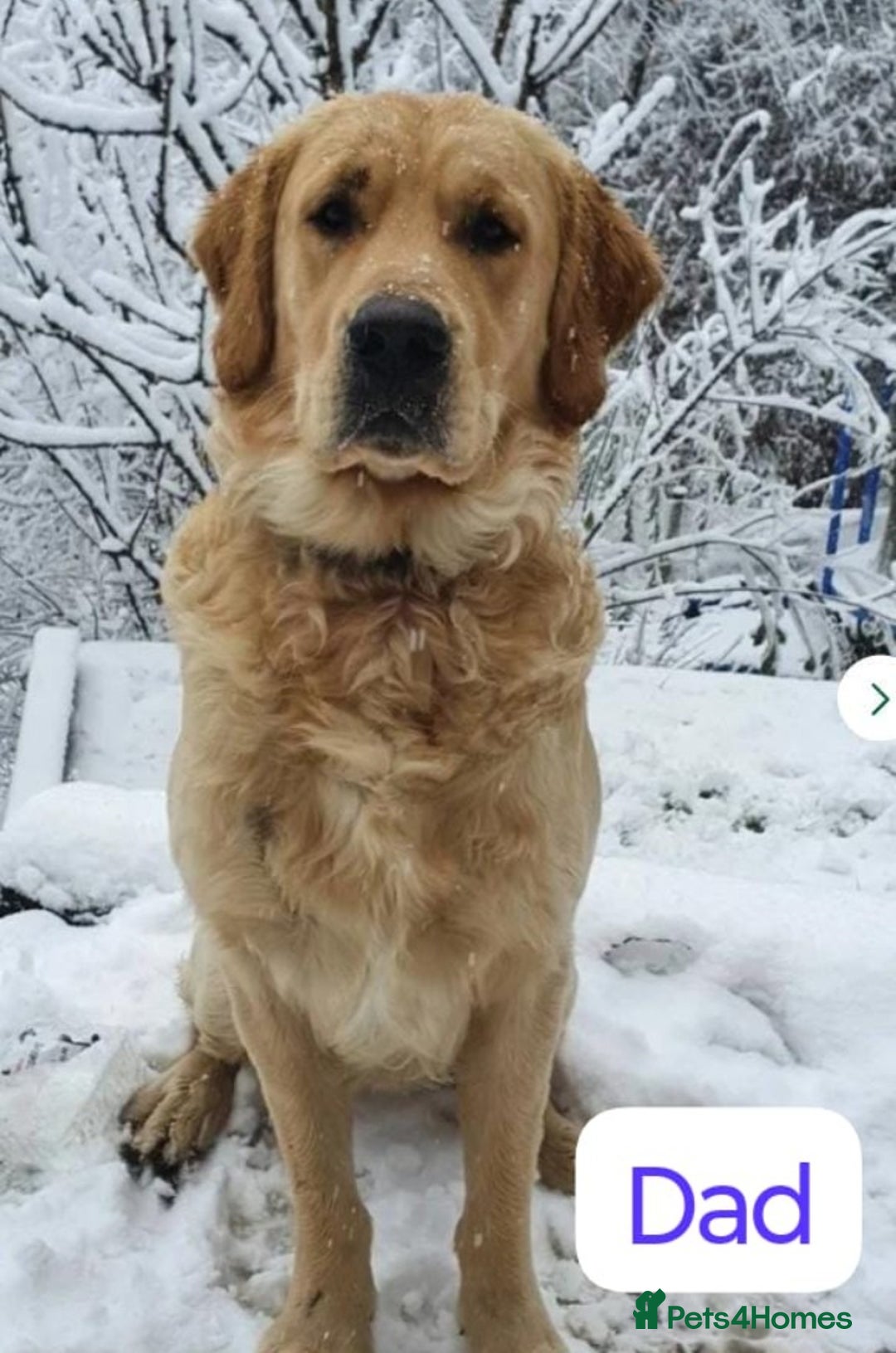 Golden Retriever dogs for sale: KC Fully health tested Golden retriever puppies - Image 14