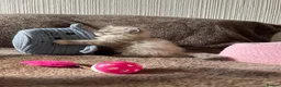 Ragdoll cats for sale: Adorable Ragdolls Babies 🌸🌸🌸 - Advert 10