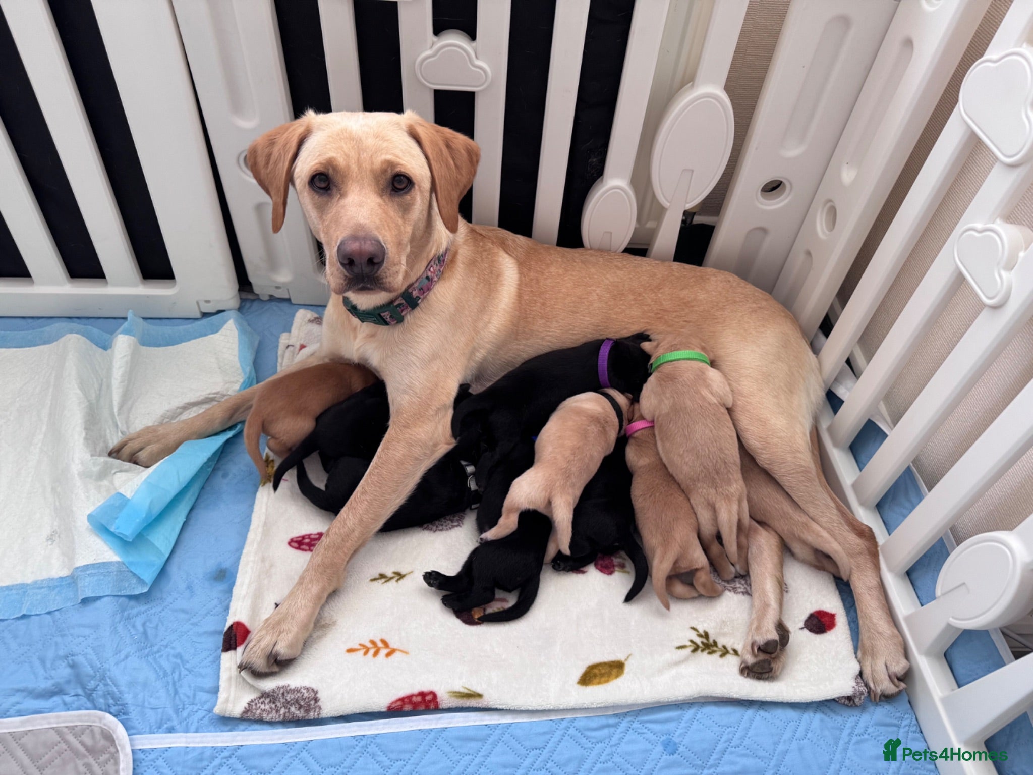 Labrador Retriever dogs Labrador puppies for sale. 5 black & 5 golden.  - Advert 1