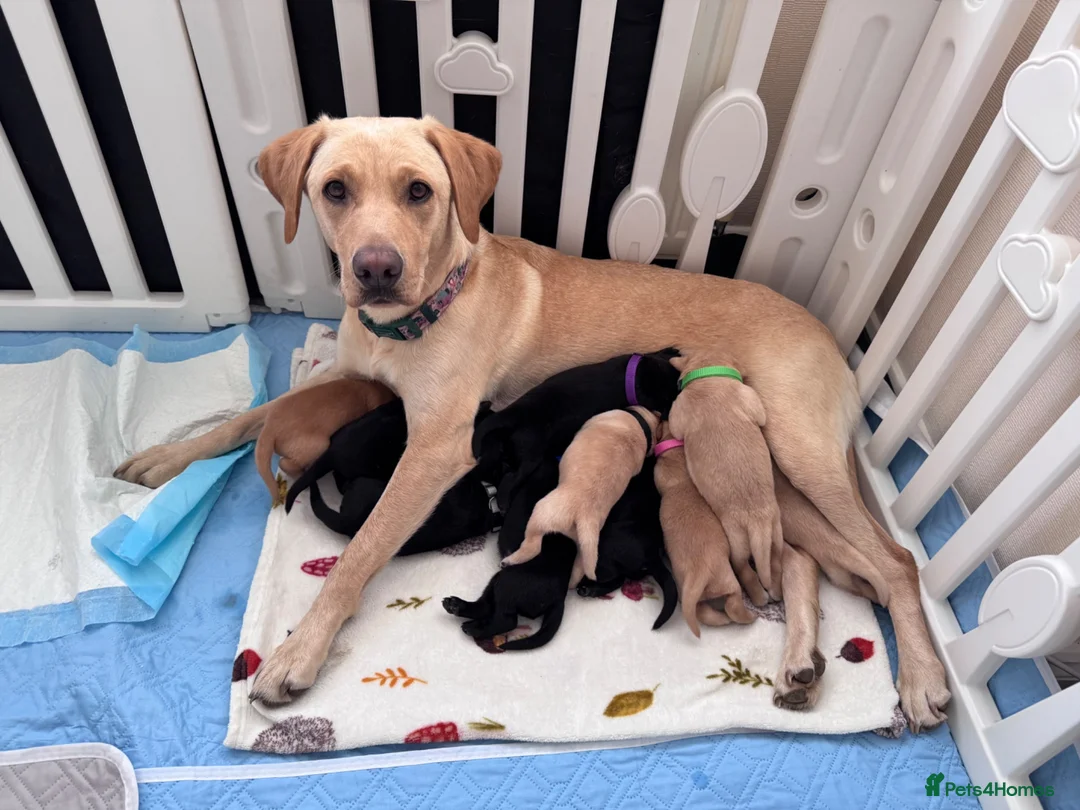 Labrador Retriever dogs for sale: Labrador puppies for sale. 5 black & 5 golden.  in Bradford - Advert 1