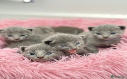 Russian Blue cats for sale: *TOP* Quality TICA GCCF Russsian Blue Kittens - Image 2