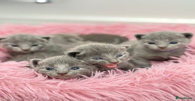 Russian Blue cats - Advert 12