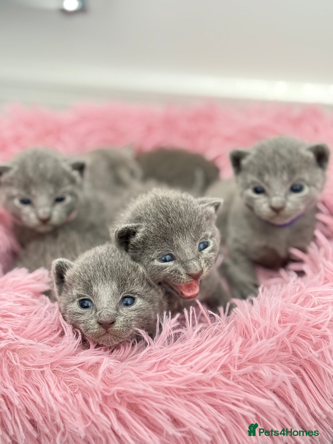 Russian Blue cats for sale: *TOP* Quality TICA GCCF Russsian Blue Kittens - Image 2