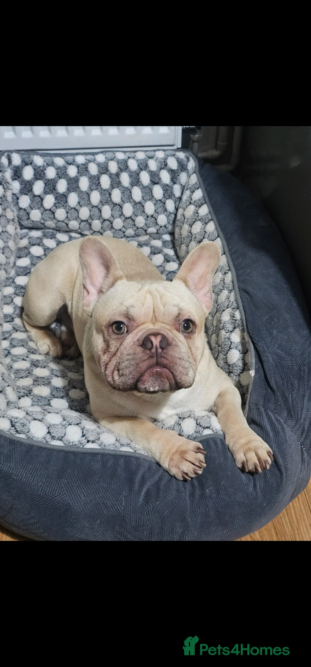 French Bulldog dogs for sale: French Bulldog for sale - Advert 1