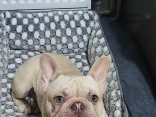French Bulldog dogs French Bulldog for sale - Advert 1