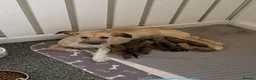 Jack Russell dogs for sale: Beautiful jack Russell puppies for sale.  - Advert 2