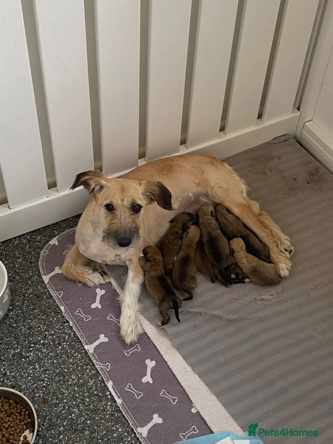 Jack Russell dogs for sale: Beautiful jack Russell puppies for sale.  - Advert 2