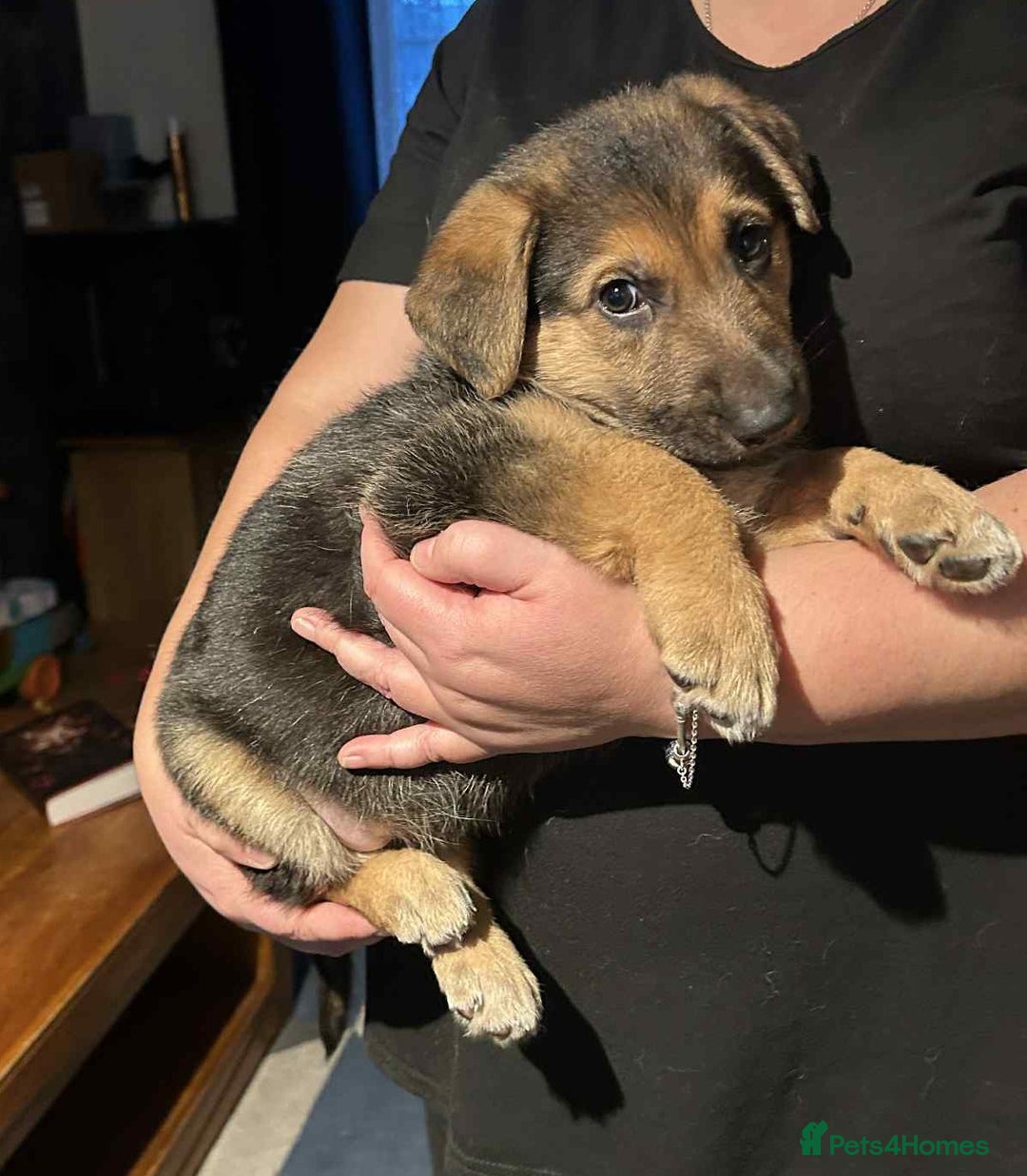 German Shepherd dogs for sale: German Shephard Puppy Female - Advert 8