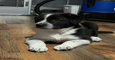 Border Collie dogs - Advert 8