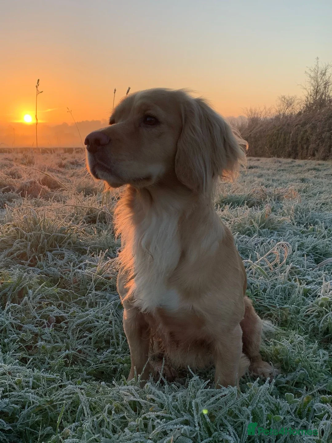 Cocker Spaniel dogs for sale: Stunning LEMON KC Reg Working Cocker Spaniel pups - Advert 16