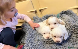 Clumber Spaniel dogs for sale: Beautiful Hybrid Clumber pups available  - Image 7