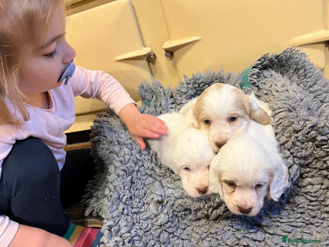Clumber Spaniel dogs for sale: Beautiful Hybrid Clumber pups available  - Image 7
