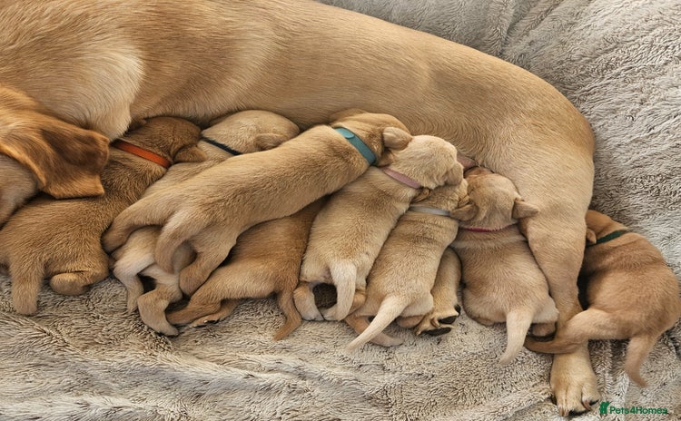 Labrador Retriever dogs - Advert 7