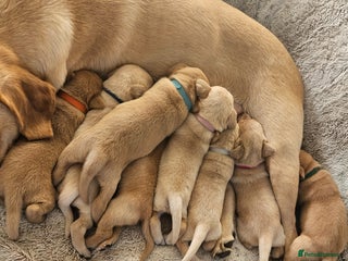 Labrador Retriever dogs KC Registered Labrador Puppies – Family Raised - Advert 18