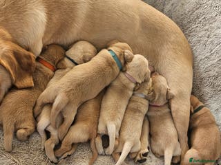 Labrador Retriever dogs KC Registered Labrador Puppies – Family Raised - Advert 6