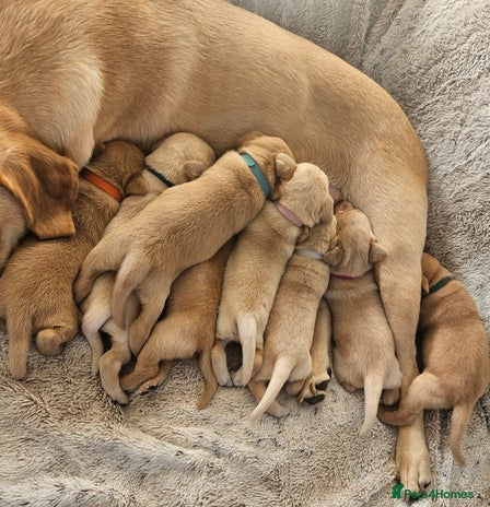 Labrador Retriever dogs - Advert 7