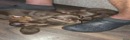 Miniature Dachshund dogs for sale: 3 x Miniature Dachshund Puppies in Gravesend - Advert 5