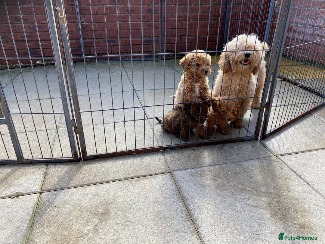 Cavapoo dogs for sale: Cavapoo pups  - Image 11