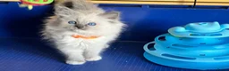 Ragdoll cats for sale: GCCF Ragdoll 🏆Champion Bloodline🌟5-Gen Pedigrees - Advert 30