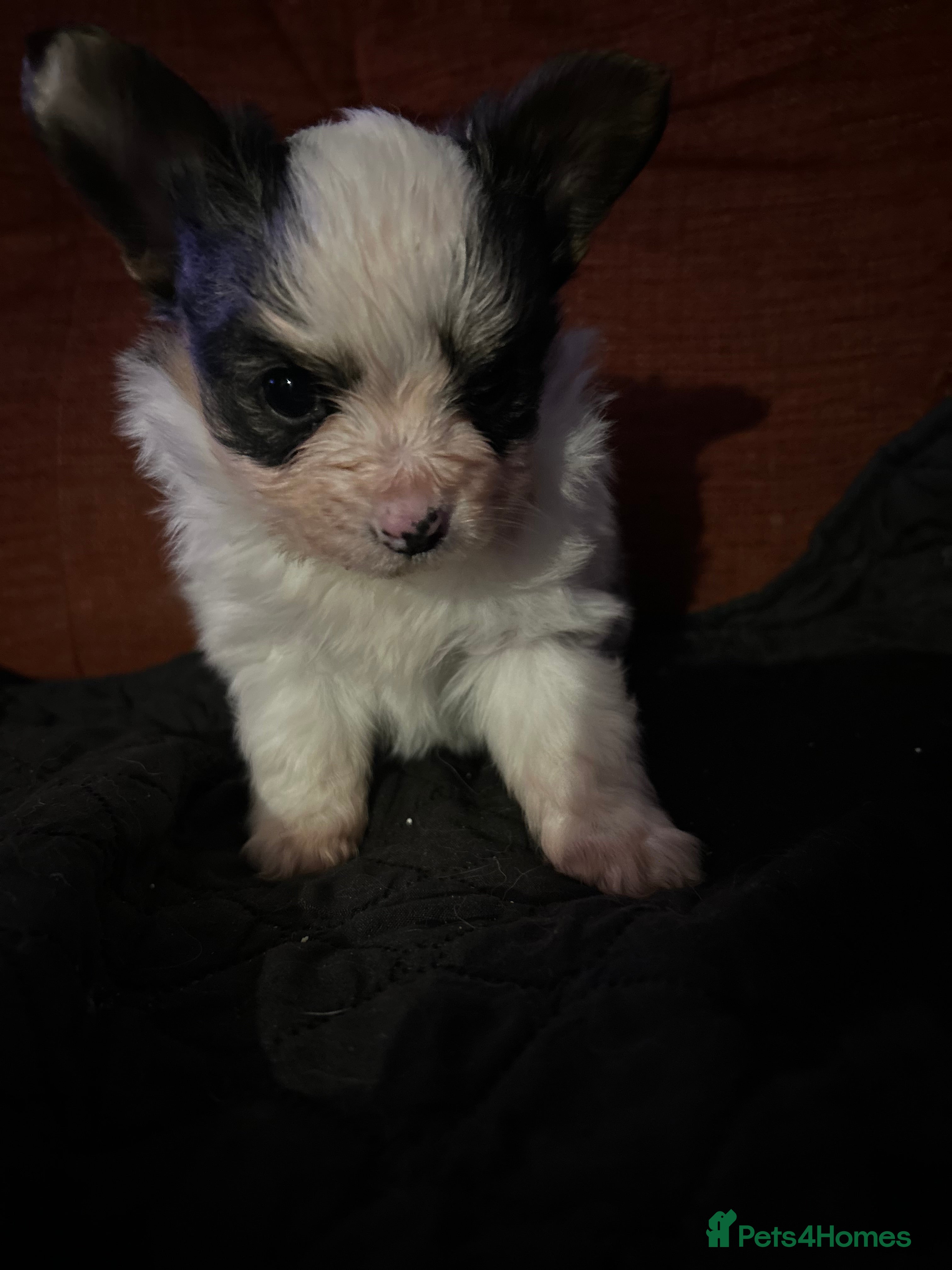 Papillon dogs One Baby girl  - Advert 2