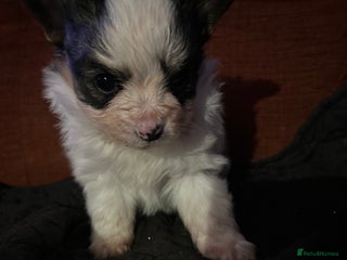 Papillon dogs One Baby girl - Advert 12