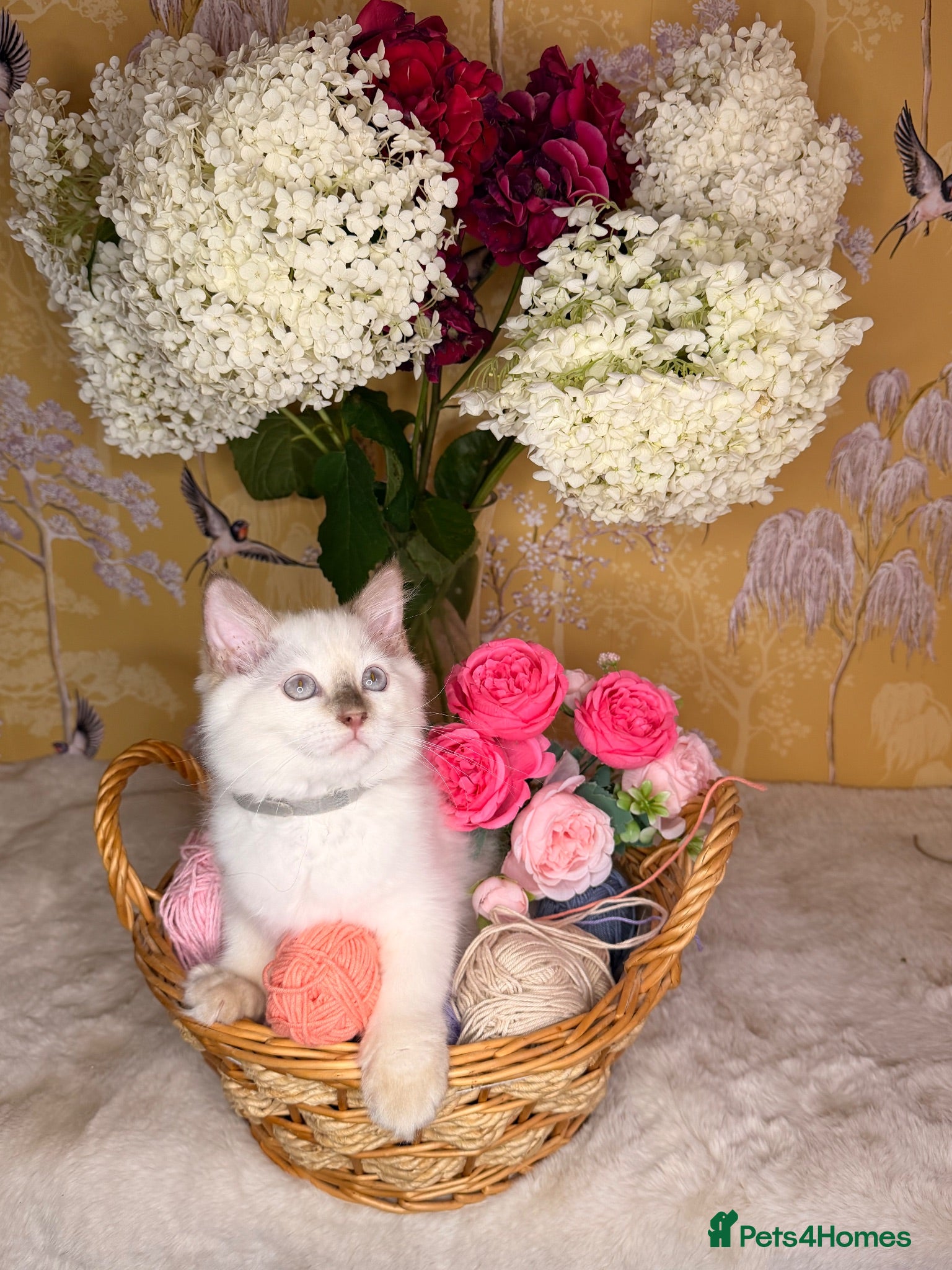 Ragdoll cats 😍 Stunning 🌟 TICA Reg 🌟 Ragdoll Kittens - Advert 2