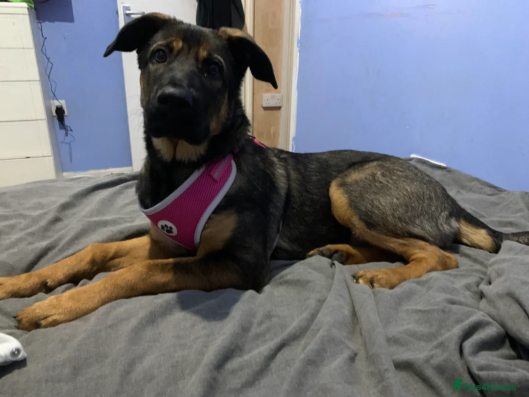 Mixed Breed dogs for sale: Sky female - Advert 3