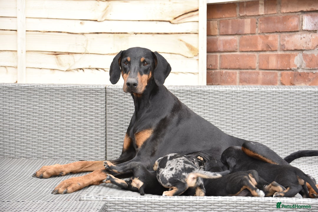 Mixed Breed dogs for sale: Unique hybrid dobermann pups - Image 5