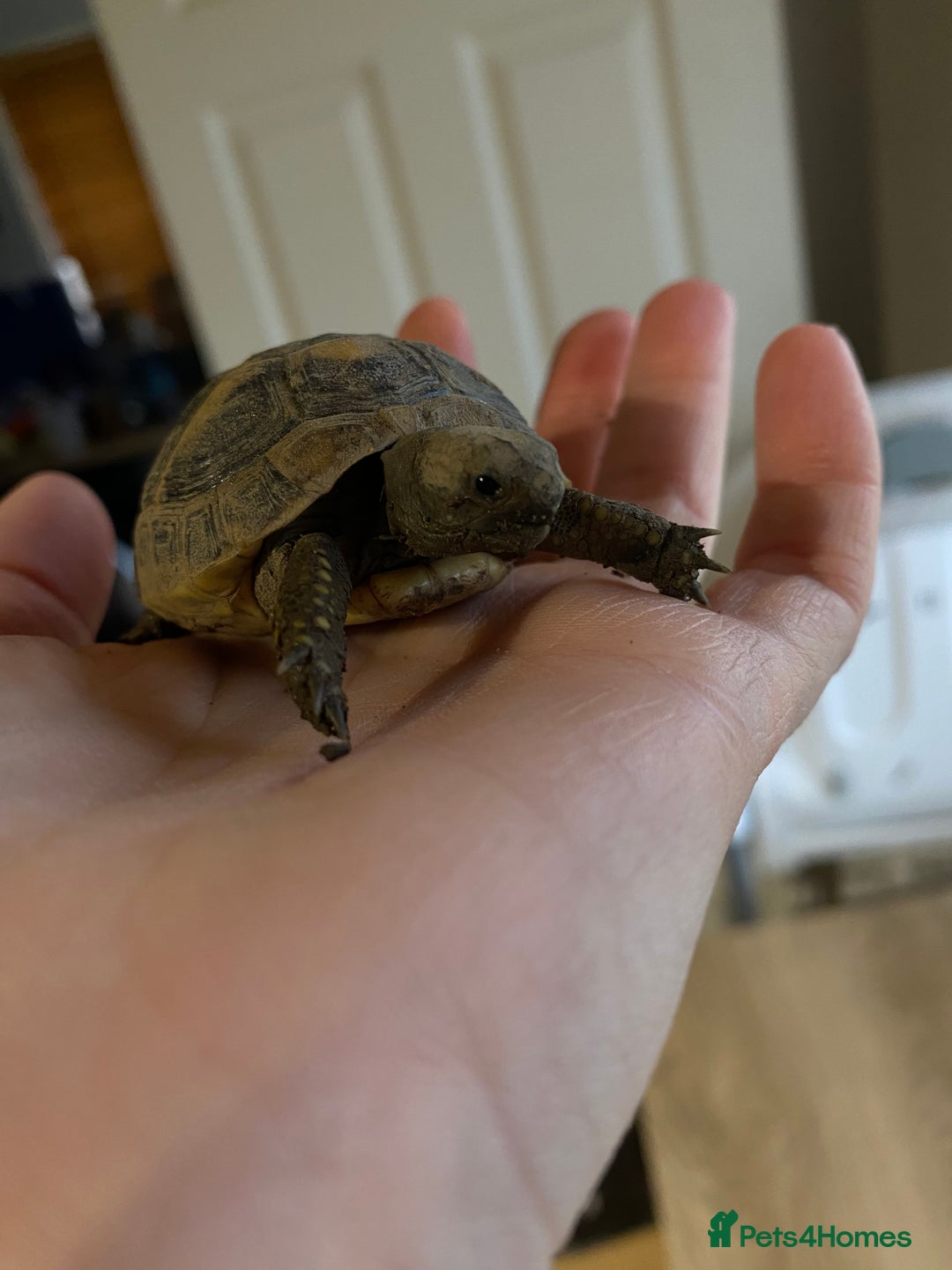 Hermann Tortoise reptiles for sale: Herman tortoises  - Advert 2