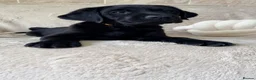 Labrador Retriever dogs for sale: KC Reg Black Labrador Puppies – Only 2 Girls Left! - Advert 8