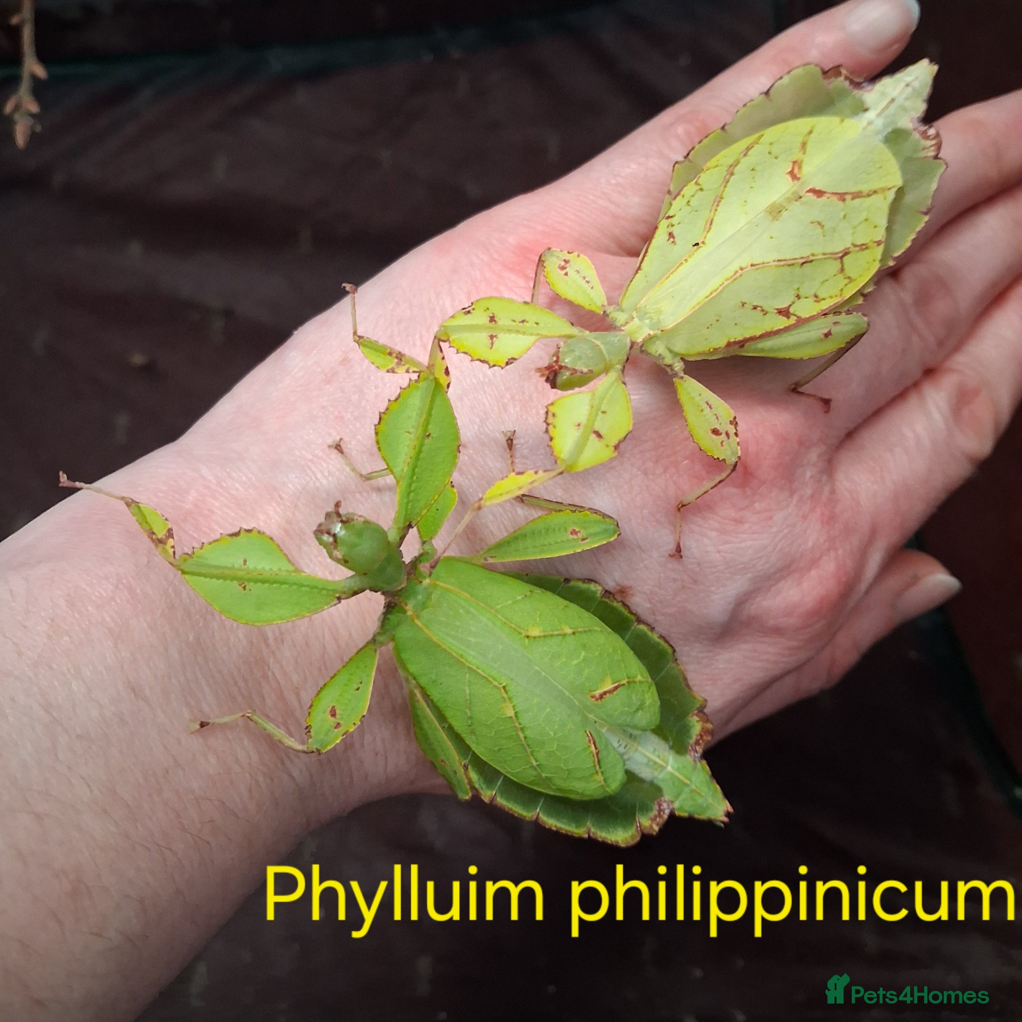 Mixed Breed invertebrates Stick Insects and Isopods - Advert 2