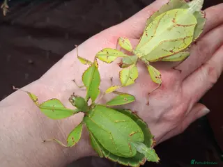 Mixed Breed invertebrates Stick Insects and Isopods - Advert 2