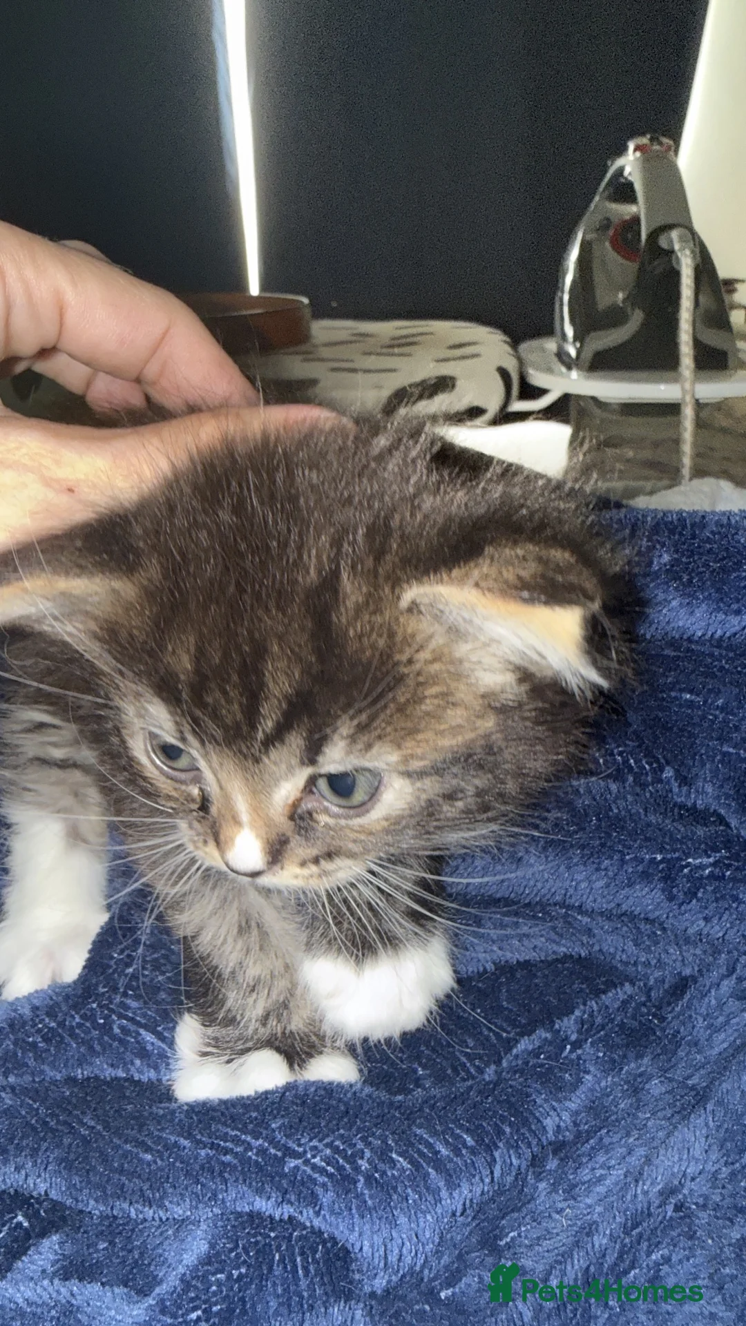 Mixed Breed cats for sale: Girl kitten ready for her forever home  - Advert 2
