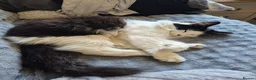 Mixed Breed cats for sale: Female Cat in Ashington - Advert 3