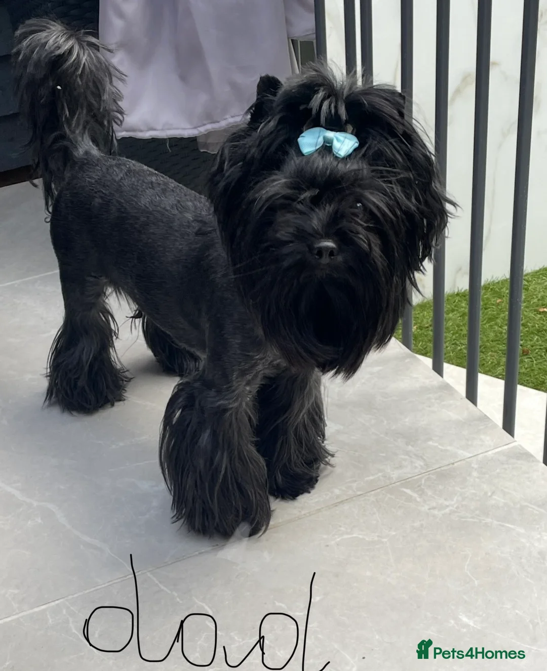 Yorkshire Terrier dogs for sale: pedigree yorkshire terrier ‼️‼️ - Advert 19