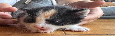 American Shorthair 3