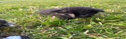 Egyptian Mau cats for sale: 🐱 Egyptian mew tabby cross Maine coon kittens🐱 - Advert 10