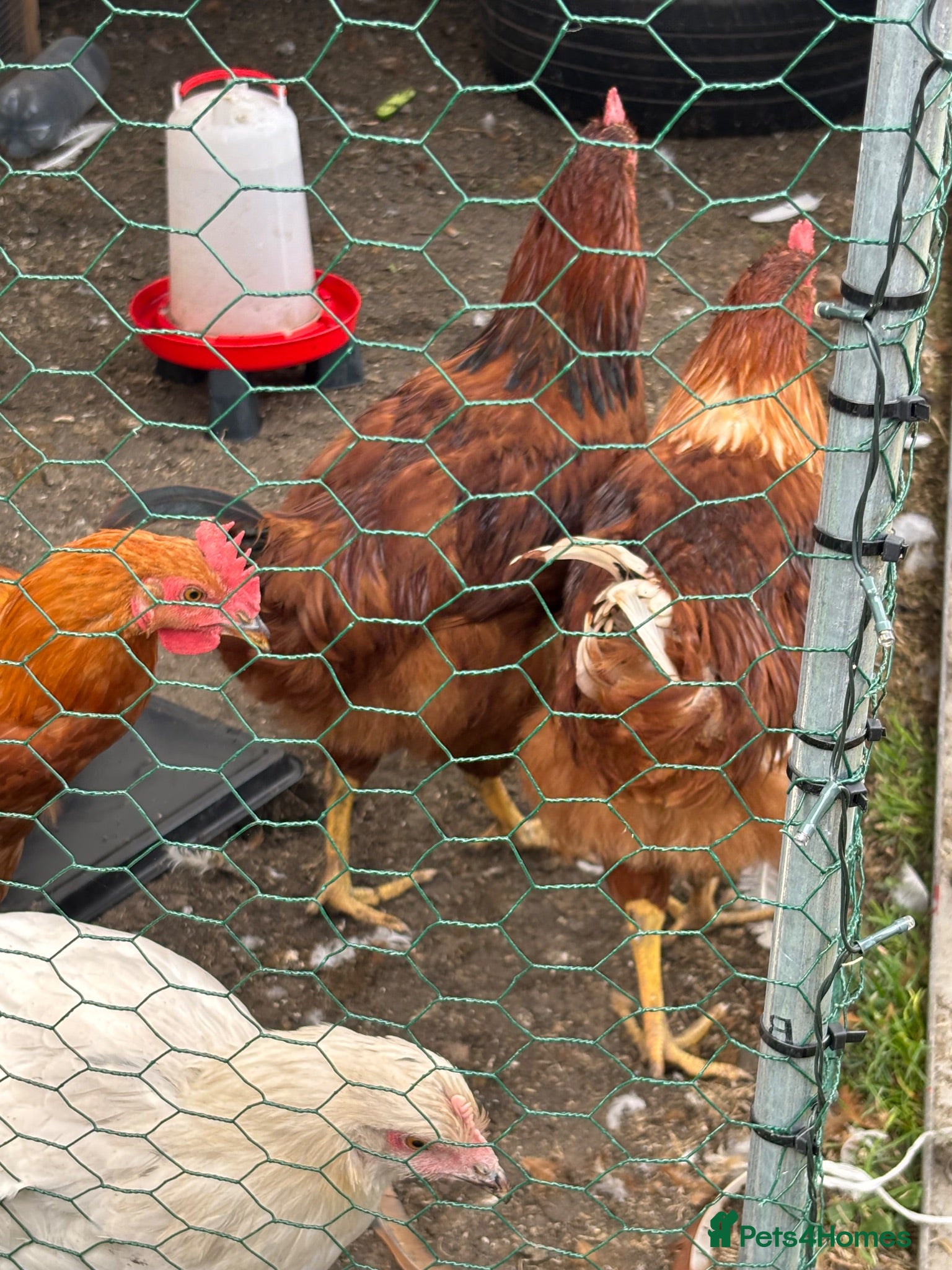 Chickens poultry 4 chicken marron x warren with everything - Advert 10