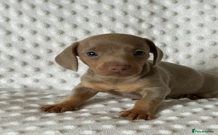 Miniature Dachshund dogs - Advert 14