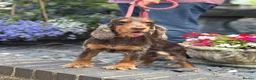 Cocker Spaniel dogs for sale: Rebel - KC Registered Chocolate & Tan Cocker  - Advert 4
