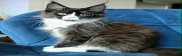 Maine Coon cats for sale: Maine Coon kittens, 2 girls , 1 boy  - Advert 5