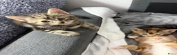 Mixed Breed cats for sale: Adorable Kittens Looking home  - Advert 4