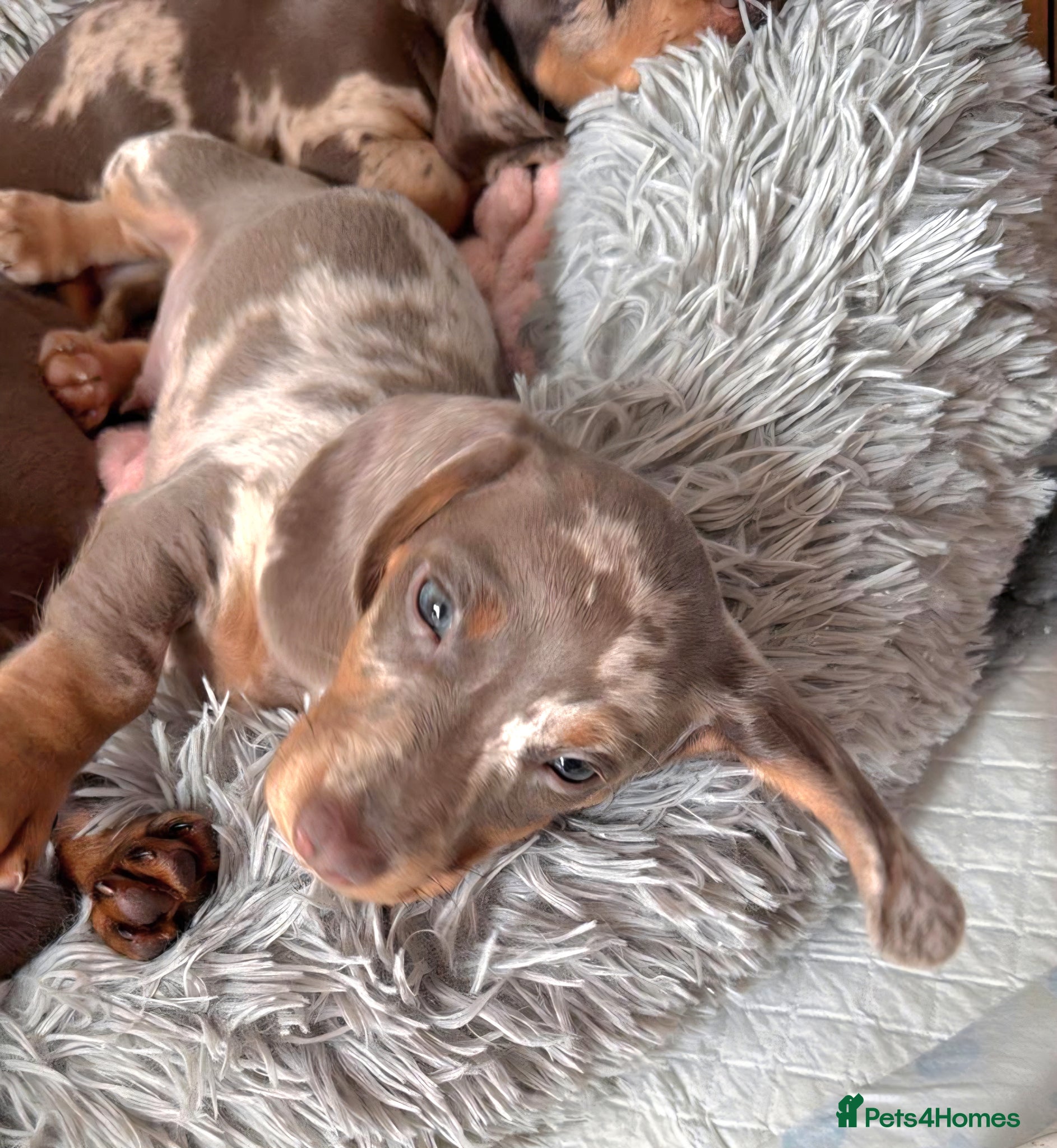 Miniature Dachshund dogs Last Isabella dapple blue eyed boy  - Advert 5